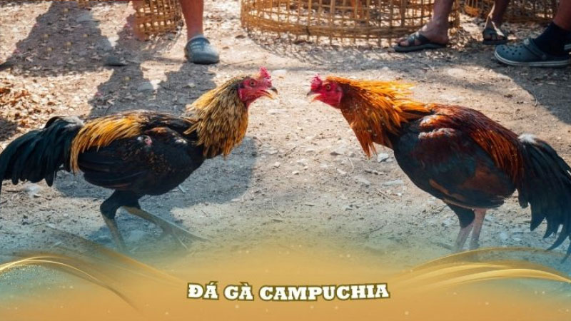 Hướng dẫn tham gia đá gà Campuchia tại 5699